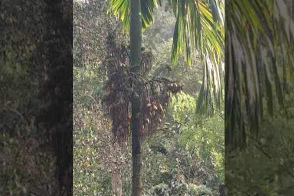ಅಡಿಕೆ ಬೆಳೆಗಾರರಲ್ಲಿ ಆತಂಕ ಹೆಚ್ಚಿಸಿದೆ ಆಗಸ್ಟ್ ಮಳೆ: ಕೆಂಪು ಬಣ್ಣಕ್ಕೆ ತಿರುಗಿ ಕಣ್ಣೆದುರೇ ಉದುರಿಬೀಳುತ್ತಿವೆ ಕಾಯಿಗಳು
