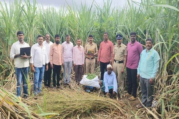 ಬೆಳಗಾವಿ ಪೊಲೀಸರ ಭರ್ಜರಿ ಕಾರ್ಯಾಚರಣೆ: ಹೊಲದಲ್ಲಿ ಅಕ್ರಮವಾಗಿ ಗಾಂಜಾ ಬೆಳೆದಿದ್ದ ವ್ಯಕ್ತಿ ಅರೆಸ್ಟ್