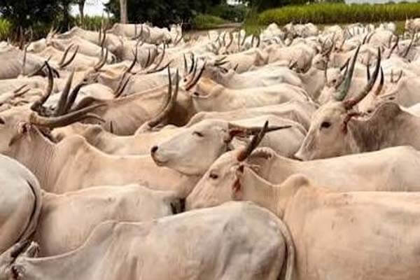 ಕೊಪ್ಪಳದ ‘ಹಿಂಡು ದನ’ಕ್ಕೆ ಅಧಿಕೃತ ತಳಿ ಮಾನ್ಯತೆ: ಸ್ಥಳೀಯ ಜಾನುವಾರು ಸಂರಕ್ಷಣೆಗೆ ಹೊಸ ಬಲ
