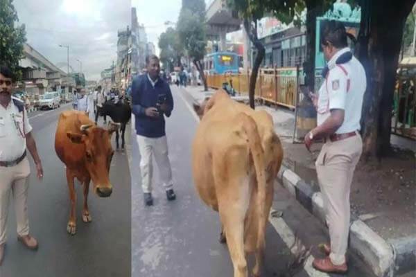 ಐಟಿ ಹಬ್‌ನಲ್ಲಿ ಟ್ರಾಫಿಕ್ ಬ್ಲಾಕ್ ಮಾಡಿದ ಹಸುಗಳು! ಬೇಜವಾಬ್ದಾರಿ ಮಾಲೀಕನ ವಿರುದ್ಧ FIR