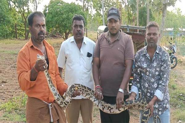 ಮಂಡ್ಯದ ಜಮೀನಿನಲ್ಲಿ ಪ್ರತ್ಯಕ್ಷವಾದ 10 ಅಡಿ ಉದ್ದದ ಹೆಬ್ಬಾವು: ಸುರಕ್ಷಿತವಾಗಿ ಕಾಡಿಗೆ ಬಿಟ್ಟ ಉರಗ ತಜ್ಞ