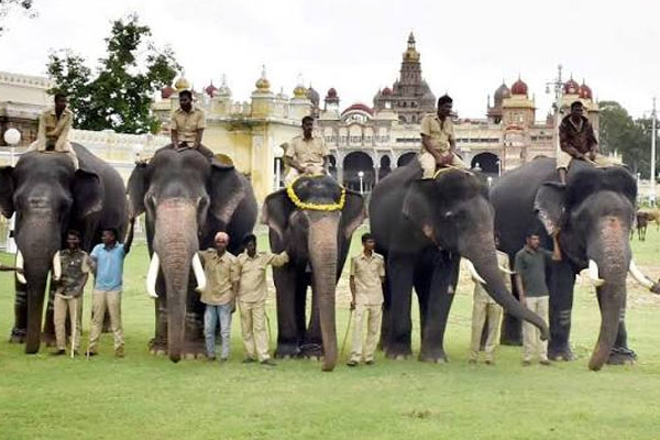 ಮೈಸೂರು ಅರಮನೆ ಅಂಗಳಕ್ಕೆ ಕಾಲಿಟ್ಟ ಎರಡನೇ ಹಂತದ ಗಜಪಡೆ: ಯಾರ್ಯಾರಿದ್ದಾರೆ ಈ ಟೀಮ್ ನಲ್ಲಿ?