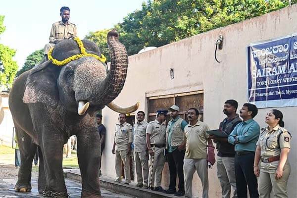 ಮೈಸೂರು ದಸರಾಗೆ ಹೊಸ ಕ್ಯಾಪ್ಟನ್: ಈ ಬಾರಿ ಭವ್ಯ ಚಿನ್ನದ ಅಂಬಾರಿ ಹೊರಲಿದ್ದಾನೆ ಗಜರಾಜ ‘ಪ್ರಶಾಂತ್’