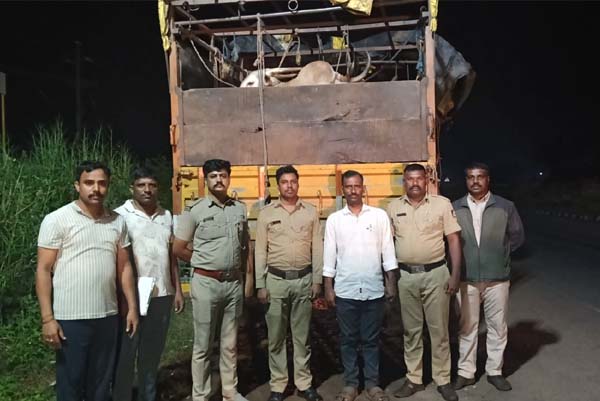 ಪರವಾನಗಿ ಇಲ್ಲದೆ 13 ಜಾನುವಾರುಗಳ ಅಕ್ರಮ ಸಾಗಾಟ: ಲಾರಿ ವಶಕ್ಕೆ, ಚಾಲಕ-ಕ್ಲೀನರ್ ಪರಾರಿ